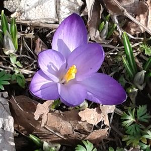 Meet your Posher, Pauline